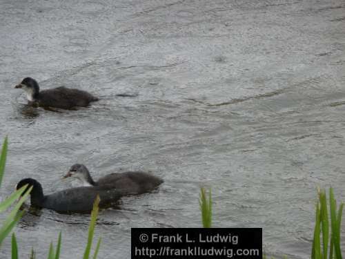Coots